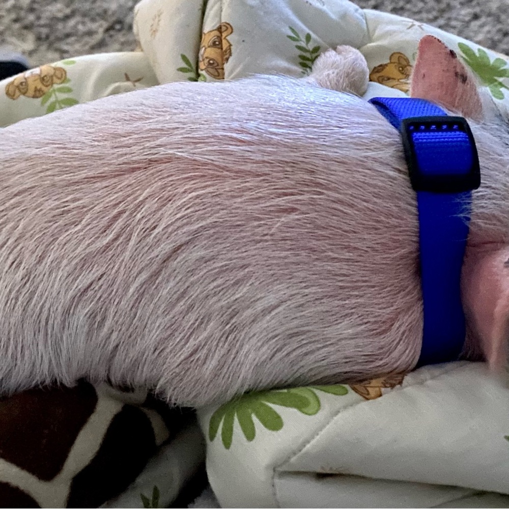 The newest addition to our family🐷🐖 - Picture 6 of 6